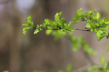Frische Triebe an Bäumen im Frühling