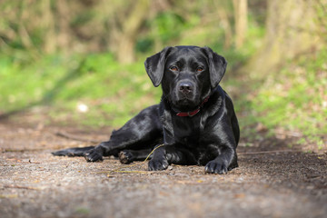 Junger schwarzer Labrador liegt auf einem Waldweg