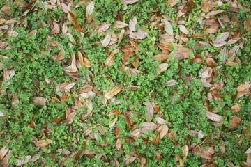 Fresh green clover leaves growing through old autumn leaves.  Natural plant background of small wild clover and brown fall leaves. Background from plant clover Irish traditional symbol. St.Patrick day