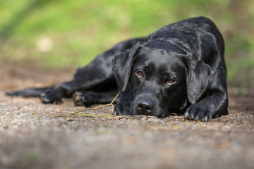Junger schwarzer Labrador liegt auf einem Waldweg