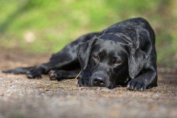 Junger schwarzer Labrador liegt auf einem Waldweg