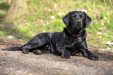 Junger schwarzer Labrador liegt auf einem Waldweg
