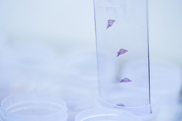 Scientist is preparing a tumor slide. Microscopy of cytopathology slides and pathology.
