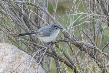 Blue-gray Gnatcatcher