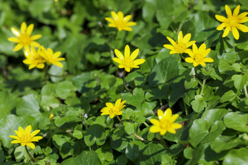 Gelbe Blüten im Frühling