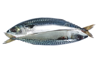 Fresh saba fish isolated on white background