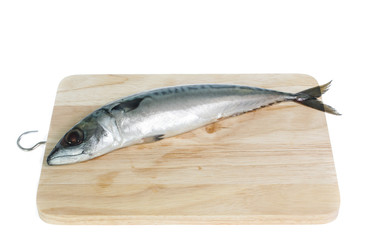Fresh saba fish isolated on white background