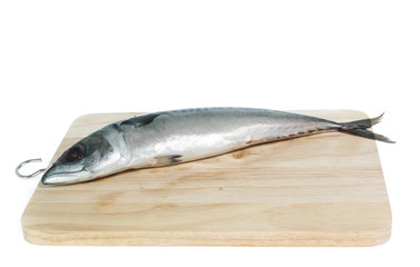 Fresh saba fish isolated on white background