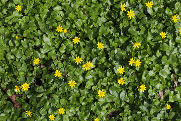 Gelbe Blüten im Frühling