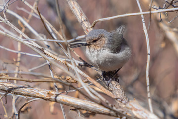Male Interior American Bushtit