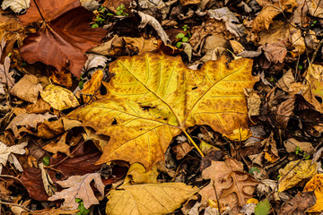 Sycamore Leaf