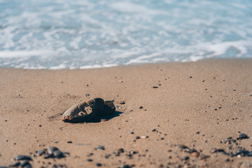 Stone on the Beach; natural background