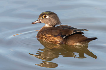 Wood Duck Hen Swimming in a Pond