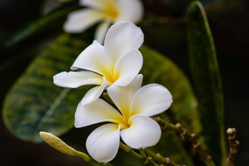 Plumeria flowers