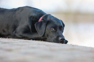 Junger schwarzer Labrador liegt auf einem Steinweg