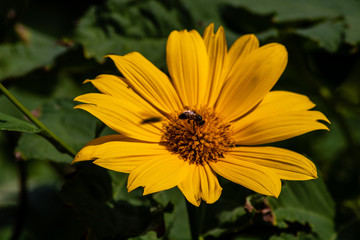 Bee on a bright yellow flower
