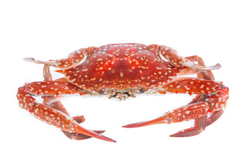 crab isolated on a white background