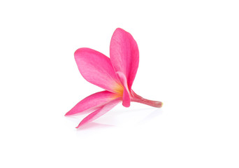 frangipani flower isolated on white