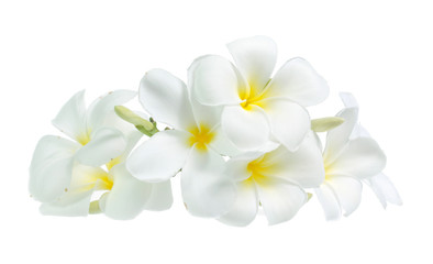 Fototapeta premium frangipani flower isolated on white on white background