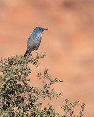 Western Scrub Jay Perched on Top of  Tree