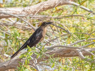 Great-tailed Grackle Female