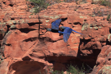  Indigo Macaw couple flying over the rocky wall of the city of Canudos. exotic and endangered bird