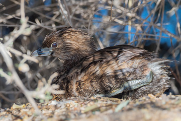 Pied-billed grebe in Nevada