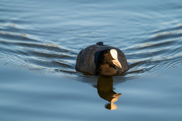 a coot swims calmly over a  small pond in northern Germany