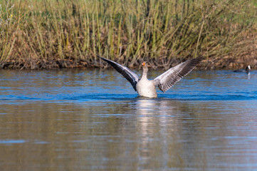 greylag goose impresses  with its wings and swims like in a pond in northern Germany