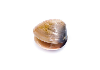 enamel venus shell on a white background