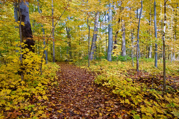 A hiking path through an old growth beech forest in peak autumn color.