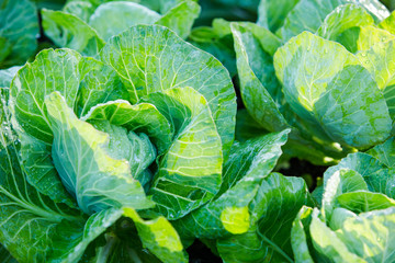 Obraz premium Organic Green Baby Cabbage Growing in a Vegetable Garden Outside