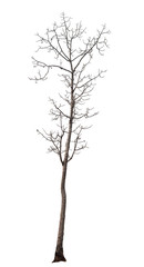 Obraz premium isolated death tree on white background with clipping path