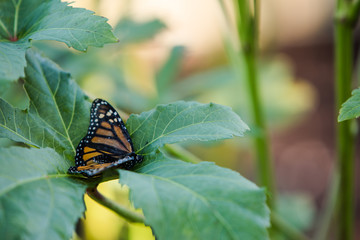 Monarch Butterfly on Okra Leaf in Vegetable Garden