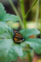 Monarch Butterfly on Okra Leaf in Vegetable Garden