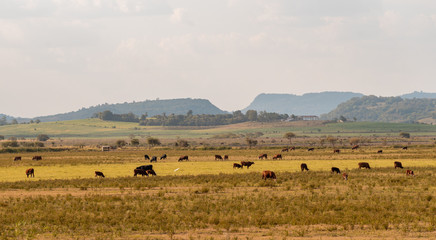 Fototapeta na wymiar Beef cattle breeding field in southern Brazil and the landscape of the gaucho pampas