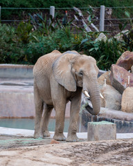 Fototapeta premium elephant feeding