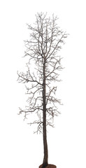 isolated death tree on white background with clipping path