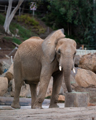 elephant in zoo