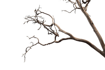 Fototapeta na wymiar isolated death tree on white background with clipping path