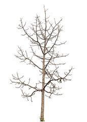 isolated death tree on white background with clipping path
