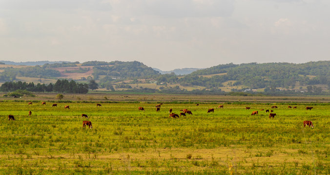 Beef Cattle Breeding Field In Southern Brazil And The Landscape Of The Gaucho Pampas