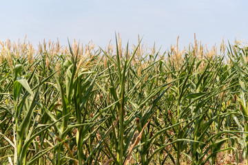 Obraz premium Corn cropping at the pending stage and ear formation in Brazil