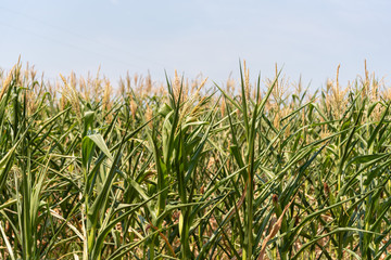 Corn cropping at the pending stage and ear formation in Brazil
