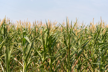 Obraz premium Corn cropping at the pending stage and ear formation in Brazil