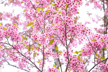 Beautiful cherry blossom or sakura in spring time over  sky