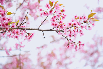 Beautiful cherry blossom or sakura in spring time over  sky