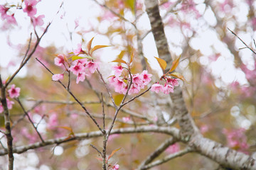 Beautiful cherry blossom or sakura in spring time over  sky