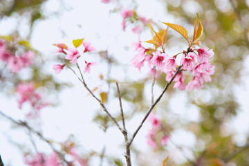 Beautiful cherry blossom or sakura in spring time over  sky
