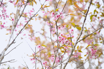 Beautiful cherry blossom or sakura in spring time over  sky